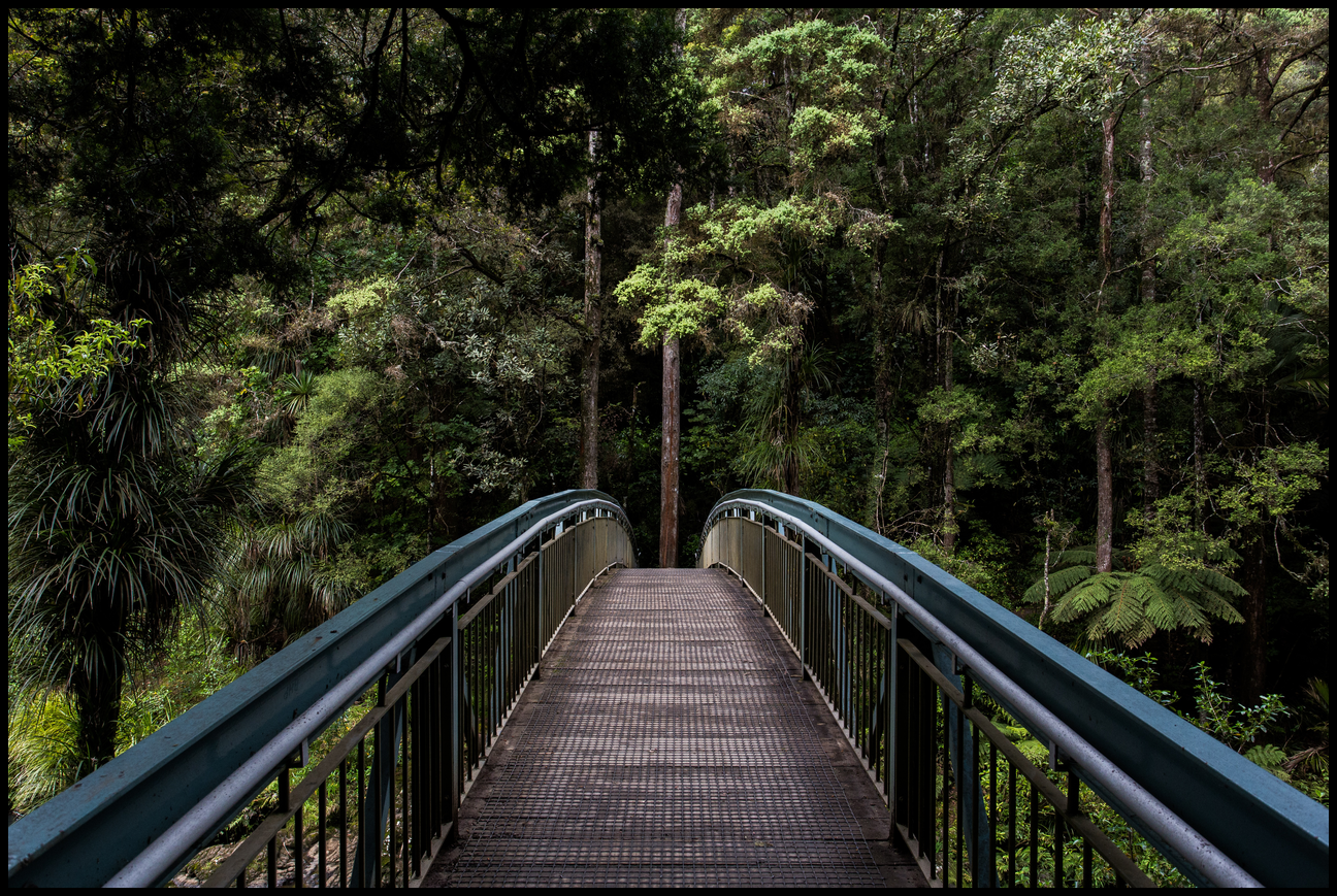 Empty footbridge leading to a jungle.