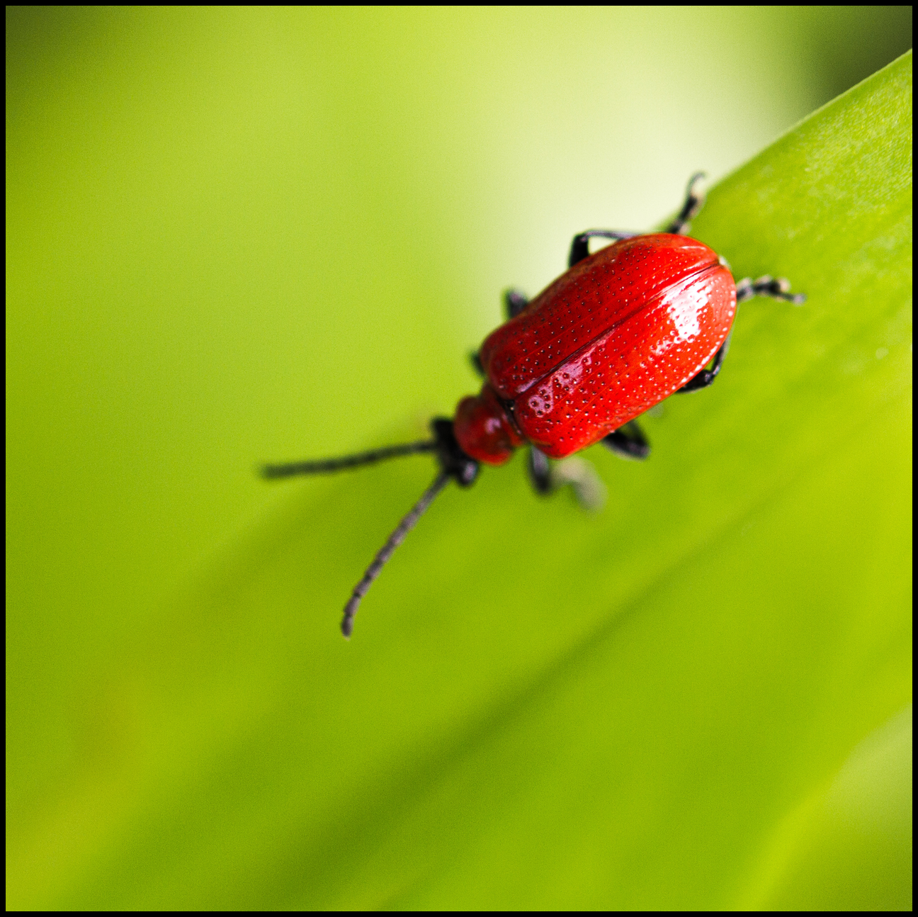 Closeup of bright red bug on deep green leaf.