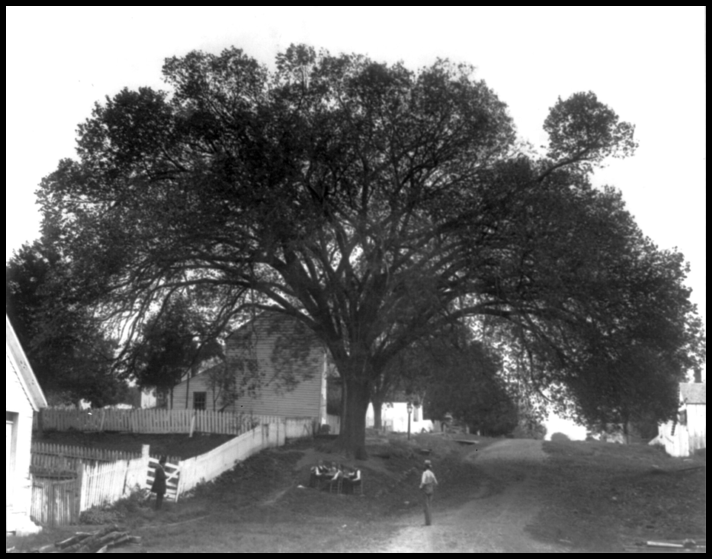 Two men standing and four men seated around table under large elm tree. class=