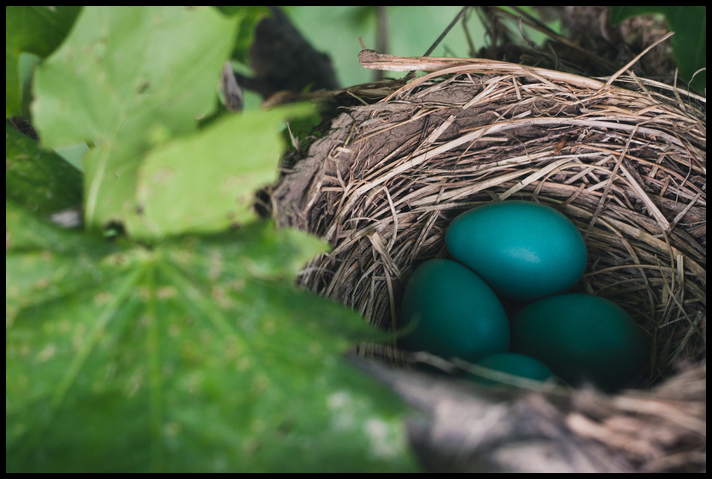 A closeup of a robins nest with four blue eggs. class=