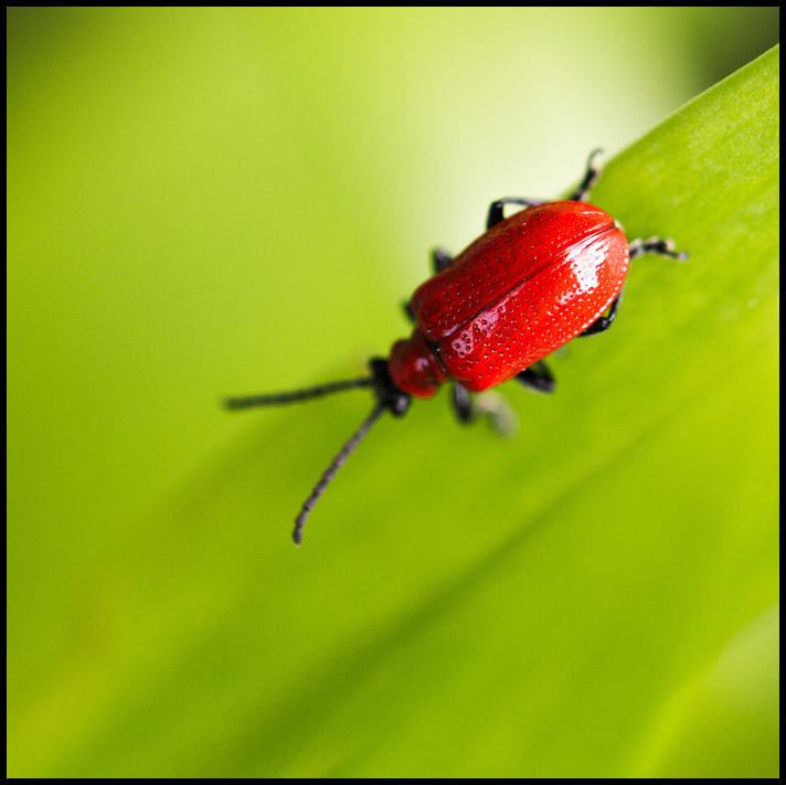 Closeup of bright red bug on deep green leaf. class=