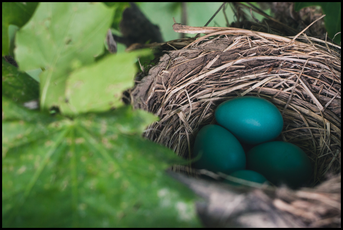 A closeup of a robins nest with four blue eggs.